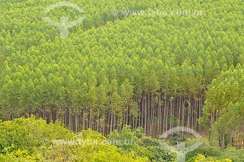  Subject: Plantation of Eucalyptus / Place: Delfinopolis city - Minas Gerais state (MG) - Brazil / Date: 03/2013 