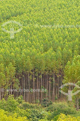  Subject: Plantation of Eucalyptus / Place: Delfinopolis city - Minas Gerais state (MG) - Brazil / Date: 03/2013 