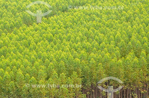  Subject: Plantation of Eucalyptus / Place: Delfinopolis city - Minas Gerais state (MG) - Brazil / Date: 03/2013 