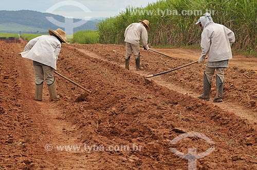  Subject: Farm worker plowing the land for planting of sugarcane / Place: Delfinopolis city - Minas Gerais state (MG) - Brazil / Date: 03/2013 