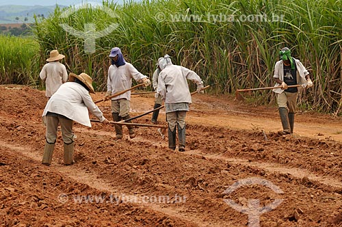  Subject: Farm worker plowing the land for planting of sugarcane / Place: Delfinopolis city - Minas Gerais state (MG) - Brazil / Date: 03/2013 