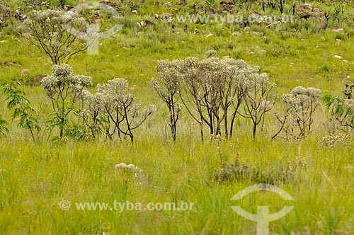  Subject: Typical vegetation of the cerrado in Canastra Mountain Range / Place: Delfinopolis city - Minas Gerais state (MG) - Brazil / Date: 03/2013 