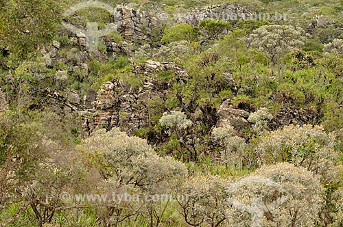  Subject: Typical vegetation of the cerrado in Canastra Mountain Range / Place: Delfinopolis city - Minas Gerais state (MG) - Brazil / Date: 03/2013 
