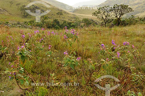  Subject: View of Canteiros Valley at Canastra Mountain Range / Place: Sao Joao Batista do Gloria city - Minas Gerais state (MG) - Brazil / Date: 03/2013 