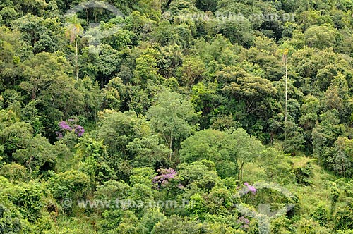  Subject: Native forest in the Canastra Mountain Range / Place: Vargem Bonita city - Minas Gerais state (MG) - Brazil / Date: 03/2013 