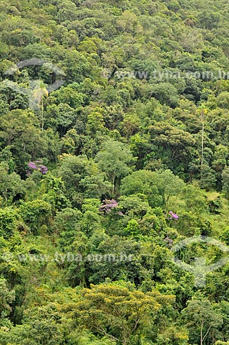  Subject: Native forest in the Canastra Mountain Range / Place: Vargem Bonita city - Minas Gerais state (MG) - Brazil / Date: 03/2013 