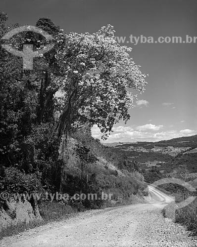  Subject: Dirt road with a Brazilian Coral Tree (Erythrina falcata) on the banks / Place: Garibaldi city - Rio Grande do Sul state (RS) - Brazil / Date: 1975 