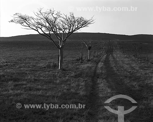  Subject: Timbouvas (Enterolobium contortisiliquum) - also known as Timbauva - at Zumbi Farm / Place: Arroio dos Ratos city - Rio Grande do Sul state (RS) - Brazil / Date: 1986 