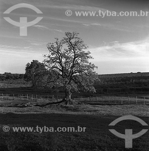  Subject: Ombu (Phytolacca dioica) at Santa Candida Farm / Place: Bage city - Rio Grande do Sul state (RS) - Brazil / Date: 1982 