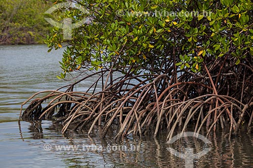  Subject: Red mangrove (Rhizophora mangle) in Guarairas Lagoon - also known as the Tibau Lagoon / Place: Pipa District - Tibau do Sul city - Rio Grande do Norte state (RN) - Brazil / Date: 03/2013 