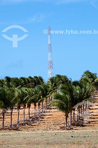  Subject: Coconut tree and power substation of Pipa - Companhia Energetica do Rio Grande do Norte (COSERN) of the Neoenergia Group / Place: Pipa District - Tibau do Sul city - Rio Grande do Norte state (RN) - Brazil / Date: 03/2013 
