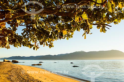  Subject: Ribeirao da Ilha Beach / Place: Ribeirao da Ilha neighborhood - Florianopolis city - Santa Catarina state (SC) - Brazil / Date: 05/2013 