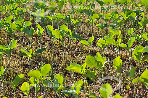  Subject: Kale planting / Place: Sao Jose do Rio Preto city - Sao Paulo state (SP) - Brazil / Date: 05/2013 