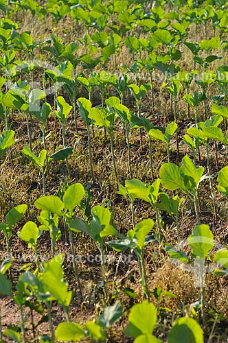  Subject: Kale planting / Place: Sao Jose do Rio Preto city - Sao Paulo state (SP) - Brazil / Date: 05/2013 