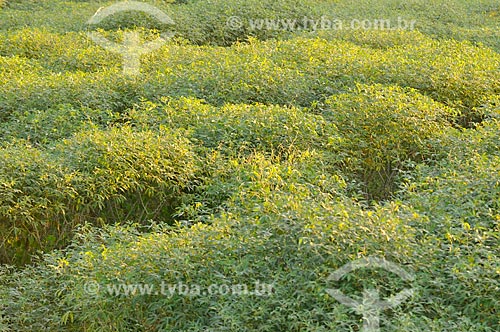  Subject: Cassava planting / Place: Sao Jose do Rio Preto city - Sao Paulo state (SP) - Brazil / Date: 05/2013 