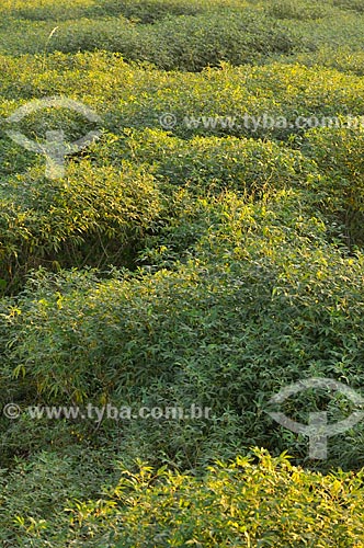  Subject: Cassava planting / Place: Sao Jose do Rio Preto city - Sao Paulo state (SP) - Brazil / Date: 05/2013 