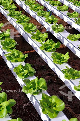  Subject: Salanova Lettuce planting with hydroponic technique / Place: Sao Jose do Rio Preto city - Sao Paulo state (SP) - Brazil / Date: 05/2013 