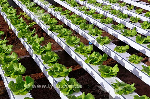  Subject: Salanova Lettuce planting with hydroponic technique / Place: Sao Jose do Rio Preto city - Sao Paulo state (SP) - Brazil / Date: 05/2013 