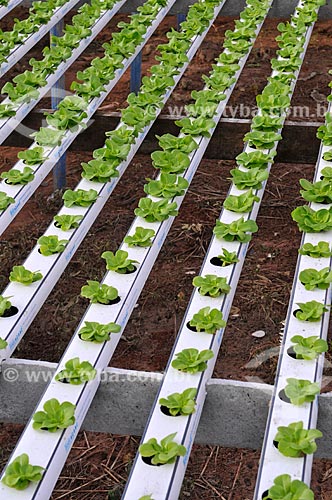  Subject: Salanova Lettuce planting with hydroponic technique / Place: Sao Jose do Rio Preto city - Sao Paulo state (SP) - Brazil / Date: 05/2013 