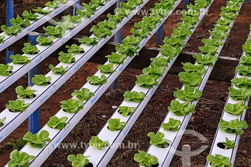  Subject: Salanova Lettuce planting with hydroponic technique / Place: Sao Jose do Rio Preto city - Sao Paulo state (SP) - Brazil / Date: 05/2013 