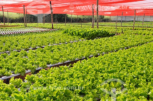  Subject: Salanova Curly Lettuce planting with hydroponic technique / Place: Sao Jose do Rio Preto city - Sao Paulo state (SP) - Brazil / Date: 05/2013 