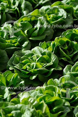  Subject: Salanova Lettuce planting with hydroponic technique / Place: Sao Jose do Rio Preto city - Sao Paulo state (SP) - Brazil / Date: 05/2013 