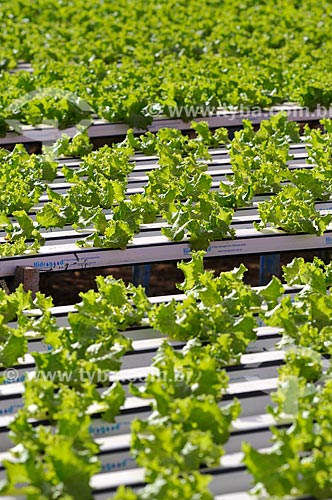  Subject: Salanova Curly Lettuce planting with hydroponic technique / Place: Sao Jose do Rio Preto city - Sao Paulo state (SP) - Brazil / Date: 05/2013 