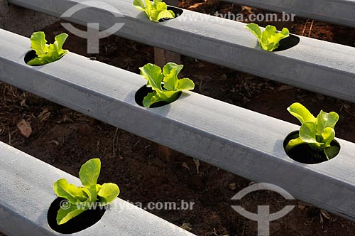  Subject: Salanova Lettuce planting with hydroponic technique / Place: Sao Jose do Rio Preto city - Sao Paulo state (SP) - Brazil / Date: 05/2013 