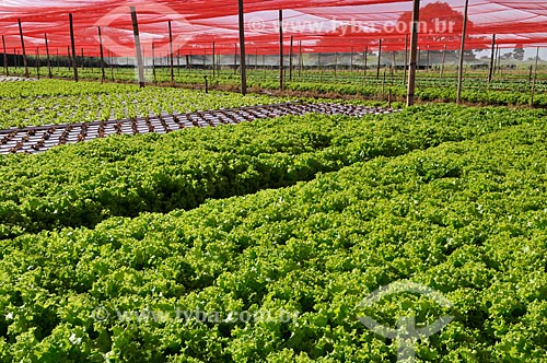  Subject: Lettuce planting with hydroponic technique / Place: Sao Jose do Rio Preto city - Sao Paulo state (SP) - Brazil / Date: 05/2013 