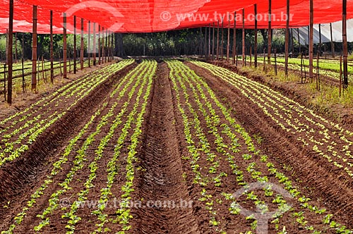  Subject: Lettuce planting / Place: Sao Jose do Rio Preto city - Sao Paulo state (SP) - Brazil / Date: 05/2013 