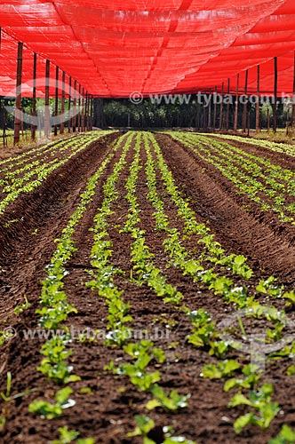  Subject: Lettuce planting / Place: Sao Jose do Rio Preto city - Sao Paulo state (SP) - Brazil / Date: 05/2013 