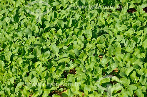  Subject: Arugula planting / Place: Sao Jose do Rio Preto city - Sao Paulo state (SP) - Brazil / Date: 05/2013 