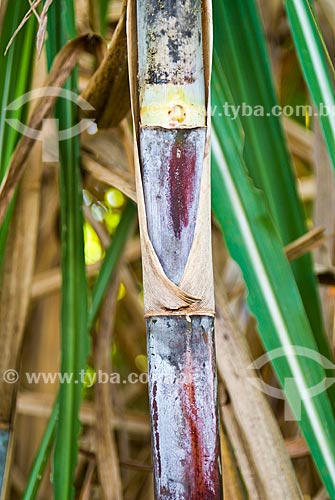  Subject: Details of the sugarcane / Place: Colina city - Sao Paulo state (SP) - Brazil / Date: 03/2010 