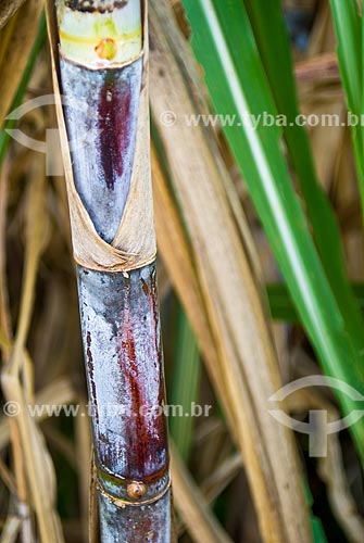  Subject: Details of the sugarcane / Place: Colina city - Sao Paulo state (SP) - Brazil / Date: 03/2010 