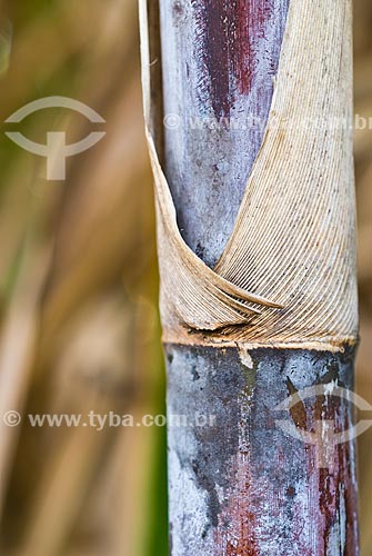  Subject: Details of the sugarcane / Place: Colina city - Sao Paulo state (SP) - Brazil / Date: 03/2010 