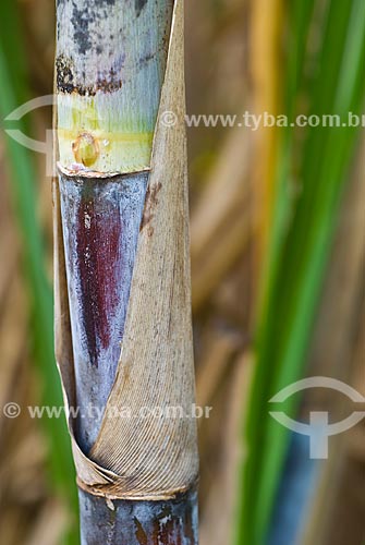  Subject: Details of the sugarcane / Place: Colina city - Sao Paulo state (SP) - Brazil / Date: 03/2010 