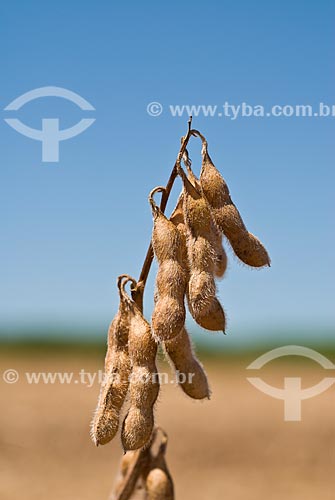  Subject: Details of the soybean pod / Place: Colina city - Sao Paulo state (SP) - Brazil / Date: 03/2010 