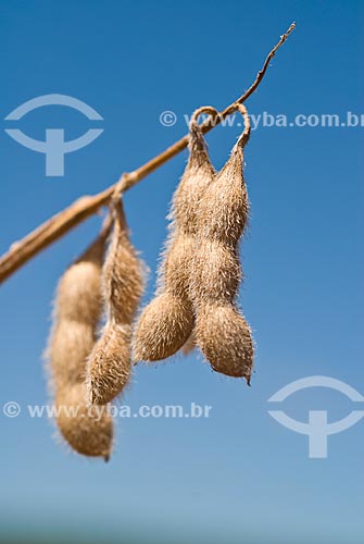  Subject: Details of the soybean pod / Place: Colina city - Sao Paulo state (SP) - Brazil / Date: 03/2010 