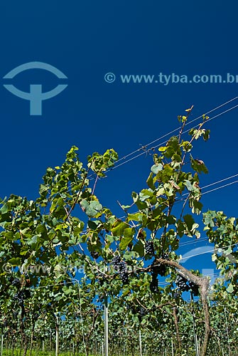 Subject: Vineyard of Pinot Noir grape / Place: Nova Padua city - Rio Grande do Sul state (RS) - Brazil / Date: 01/2012 