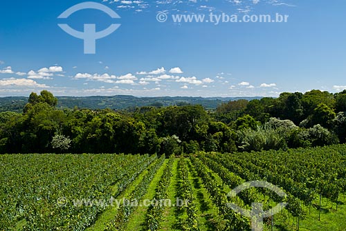  Subject: Vineyard of Pinot Noir grape / Place: Nova Padua city - Rio Grande do Sul state (RS) - Brazil / Date: 01/2012 