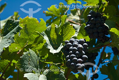  Subject: Detail of vineyard of Pinot Noir grape / Place: Nova Padua city - Rio Grande do Sul state (RS) - Brazil / Date: 01/2012 