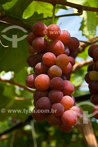  Subject: Detail of vineyard of Benitaka grape / Place: Nova Padua city - Rio Grande do Sul state (RS) - Brazil / Date: 01/2012 