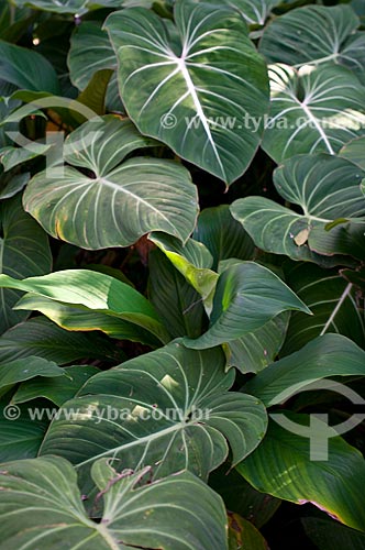  Subject: Vegetation in Botanical Garden of Rio de Janeiro / Place: Jardim Botanico neighborhood - Rio de Janeiro city - Rio de Janeiro state (RJ) - Brazil / Date: 06/2013 