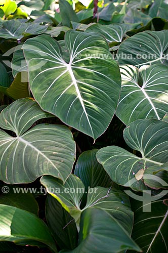  Subject: Vegetation in Botanical Garden of Rio de Janeiro / Place: Jardim Botanico neighborhood - Rio de Janeiro city - Rio de Janeiro state (RJ) - Brazil / Date: 06/2013 