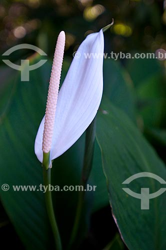  Subject: Anthurium in Botanical Garden of Rio de Janeiro / Place: Jardim Botanico neighborhood - Rio de Janeiro city - Rio de Janeiro state (RJ) - Brazil / Date: 06/2013 