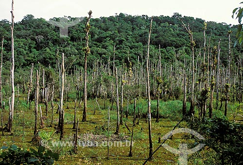  Subject: Flooded area of Poco das Antas Biological Reserve between the cities of Silva Jardim and Casimiro de Abreu / Place: Silva Jardim city - Rio de Janeiro state (RJ) - Brazil / Date: 2008 