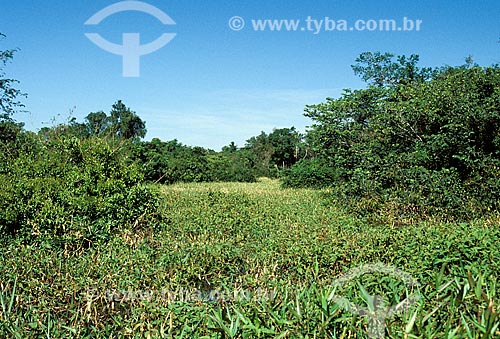  Subject: Flooded area of Poco das Antas Biological Reserve between the cities of Silva Jardim and Casimiro de Abreu / Place: Silva Jardim city - Rio de Janeiro state (RJ) - Brazil / Date: 2008 