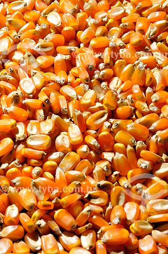  Subject: Corn raw grains / Place: Sao Jose do Rio Preto city - Sao Paulo state (SP) - Brazil / Date: 07/2013 