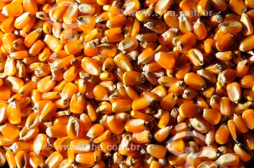  Subject: Corn raw grains / Place: Sao Jose do Rio Preto city - Sao Paulo state (SP) - Brazil / Date: 07/2013 