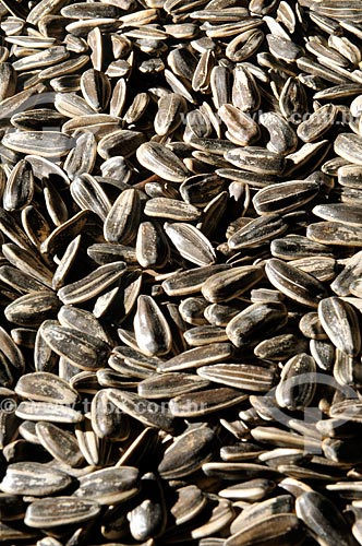  Subject: Sunflower seed / Place: Sao Jose do Rio Preto city - Sao Paulo state (SP) - Brazil / Date: 07/2013 